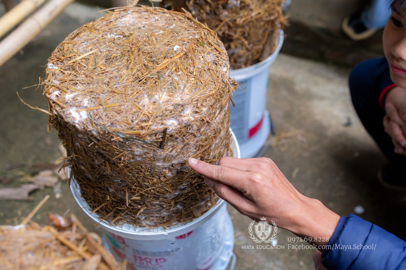 Dự Án Học Tập hướng dẫn trồng nấm bằng phụ phẩm nông nghiệp của học sinh THCS Maya