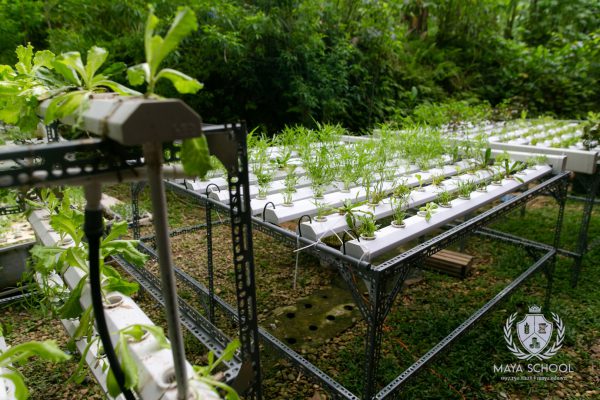 Thiết kế hệ thuỷ canh trồng rau ăn sống trong nhà  – Dự án học tập thực tế của học sinh THCS Maya tại Lá Mây Farm