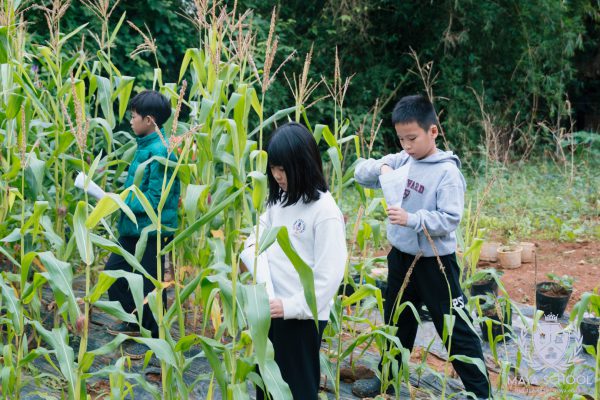 Trồng cây hoa màu theo mùa vụ đông: Cây dâu tây và ngô – Dự án thực tế của học sinh Upper Elementary tại Xưởng Lá Mây