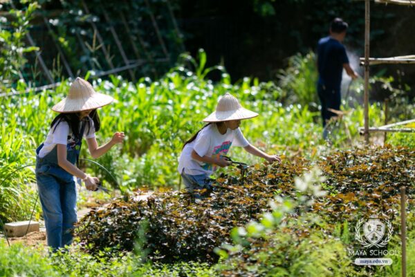 Dự án Vườn gọi mùa về của học sinh Upper Elementary tại Roots Kitchen