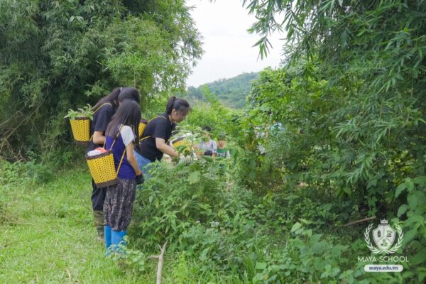 Dự án Bảo tồn và phát huy tri thức về cây rau và cây thuốc bản địa của học sinh Trung học Maya tại Lá Mây Education Farm