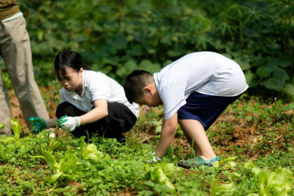 Dự án Trồng rau củ theo mùa & chăm sóc động vật của học sinh Tiểu học tại Xưởng Lá Mây Education Farm
